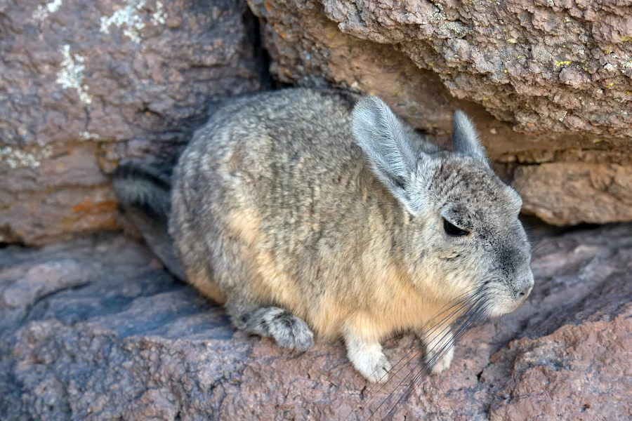 玻利維亞上的白色鹽沼 Uyuni:行走在地球上最大的鏡子 — 烏尤尼完全旅遊攻略 26 南美兔鼠的外型相當療癒。牠們似乎不怕人,我靠的這麼近,牠都沒有想要跑的感覺。