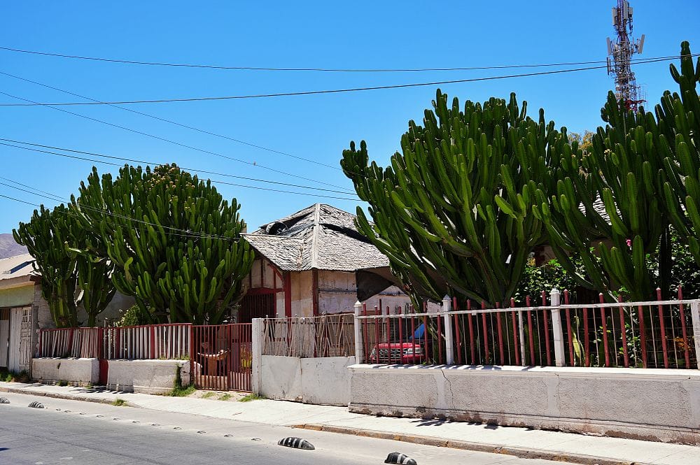 在科皮亞波閒逛的時候看到一些外觀極像仙人掌的植物，但研究後發現它其實屬於大戟科多肉植物。這種植物能長到 15 到 25 英尺高（約 4.5 至 7.6 公尺），隨著生長會形成像樹木一樣的木質化樹幹，最常見的稱呼為大燭台大戟 (Candelabra Tree)。所以在沙漠裡，看起來像仙人掌的植物也不一定是仙人掌。