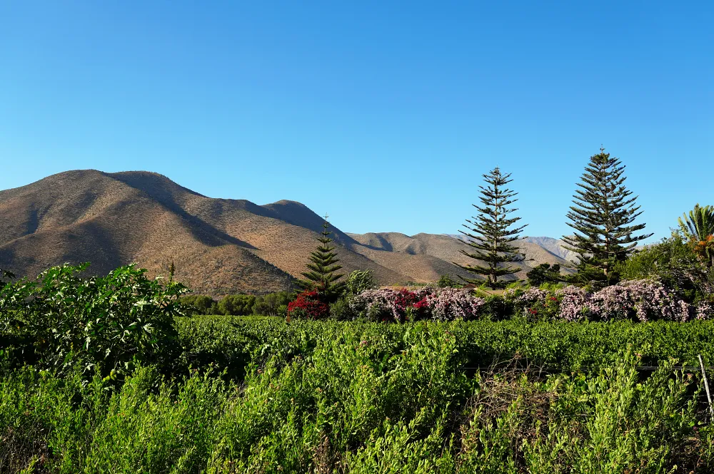 在 Ruta 41CH 的星空之路 (Ruta de las Estrellas)上的翠綠的農耕地。