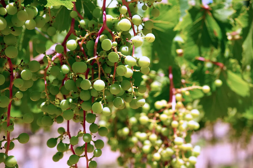 在埃爾基可以了解葡萄品種、灌溉與蒸餾工藝。