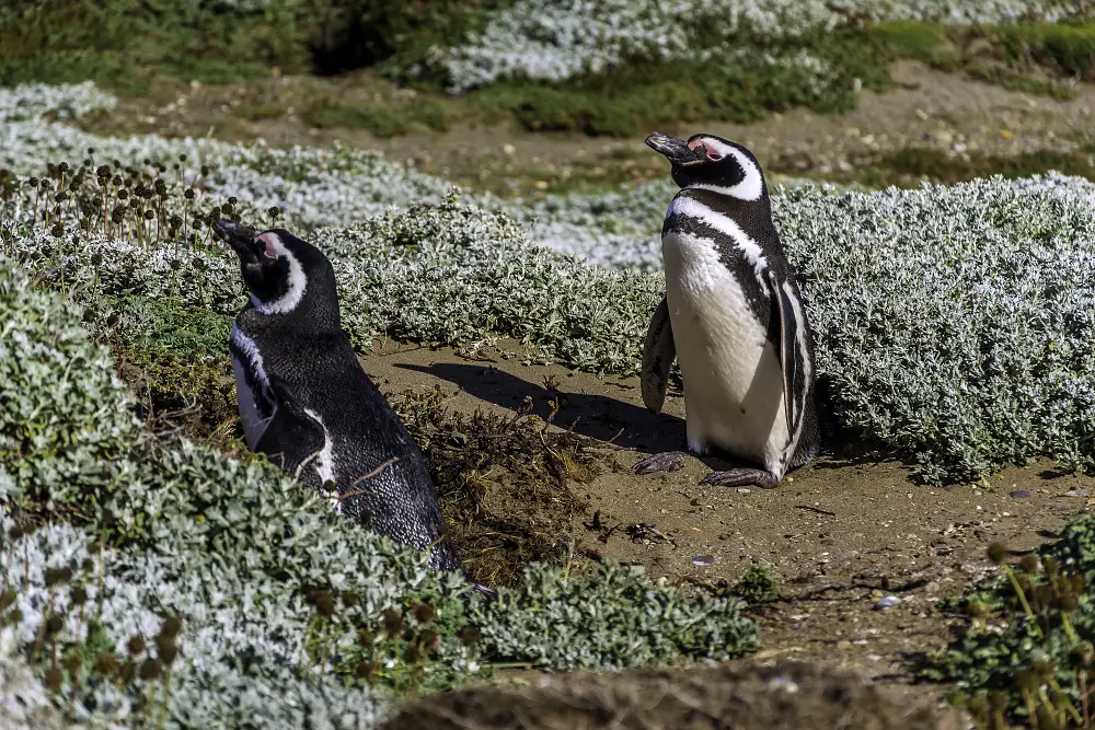 智利奇洛埃島【Chiloé Island】4 天終極旅遊指南：UNESCO 木造教堂、高腳屋與神話地點一次玩透