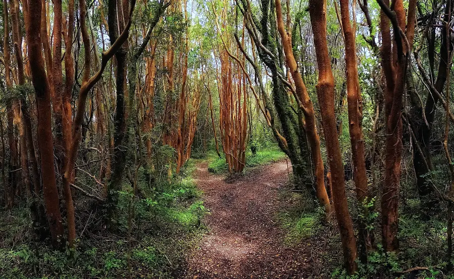 智利奇洛埃島【Chiloé Island】4 天終極旅遊指南：UNESCO 木造教堂、高腳屋與神話地點一次玩透