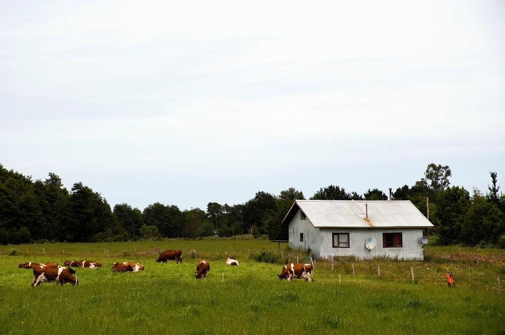 當我自駕遊延基韋湖的時候，還是能看到許多居民在當地務農。