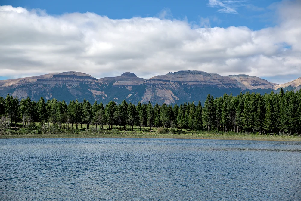 這裡混合了外來針葉林與智利原生的南山毛櫸（Lenga 和 Ñirre）。