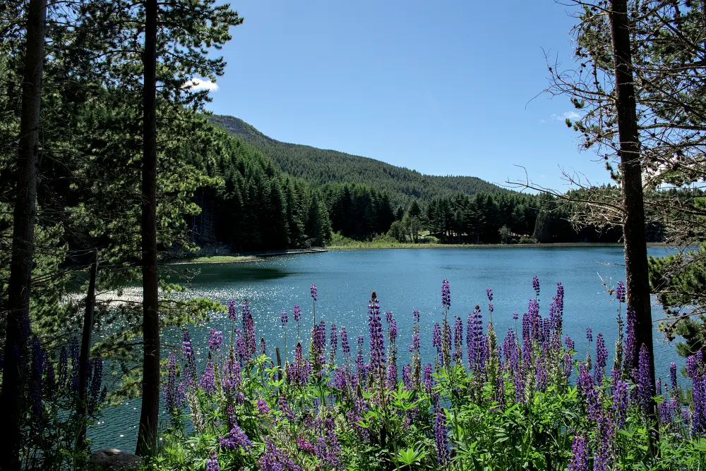 這時期過去可以看到湖邊盛開紫色的羽扇豆 (Lupinus)，也通常稱為魯冰花。 